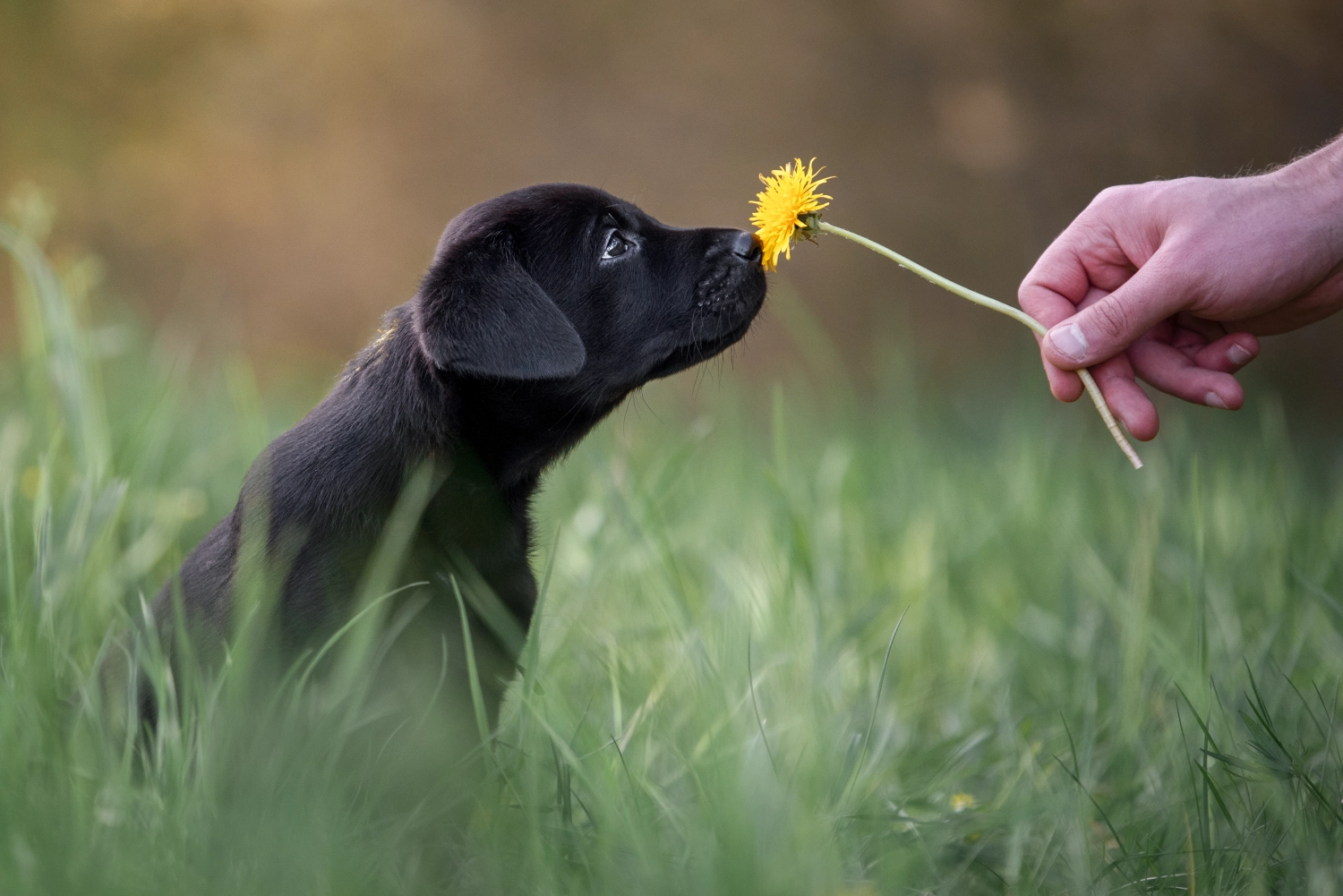 Hund und Honig, ein schwarzer Welpe schnüffelt an einer gelben Blume