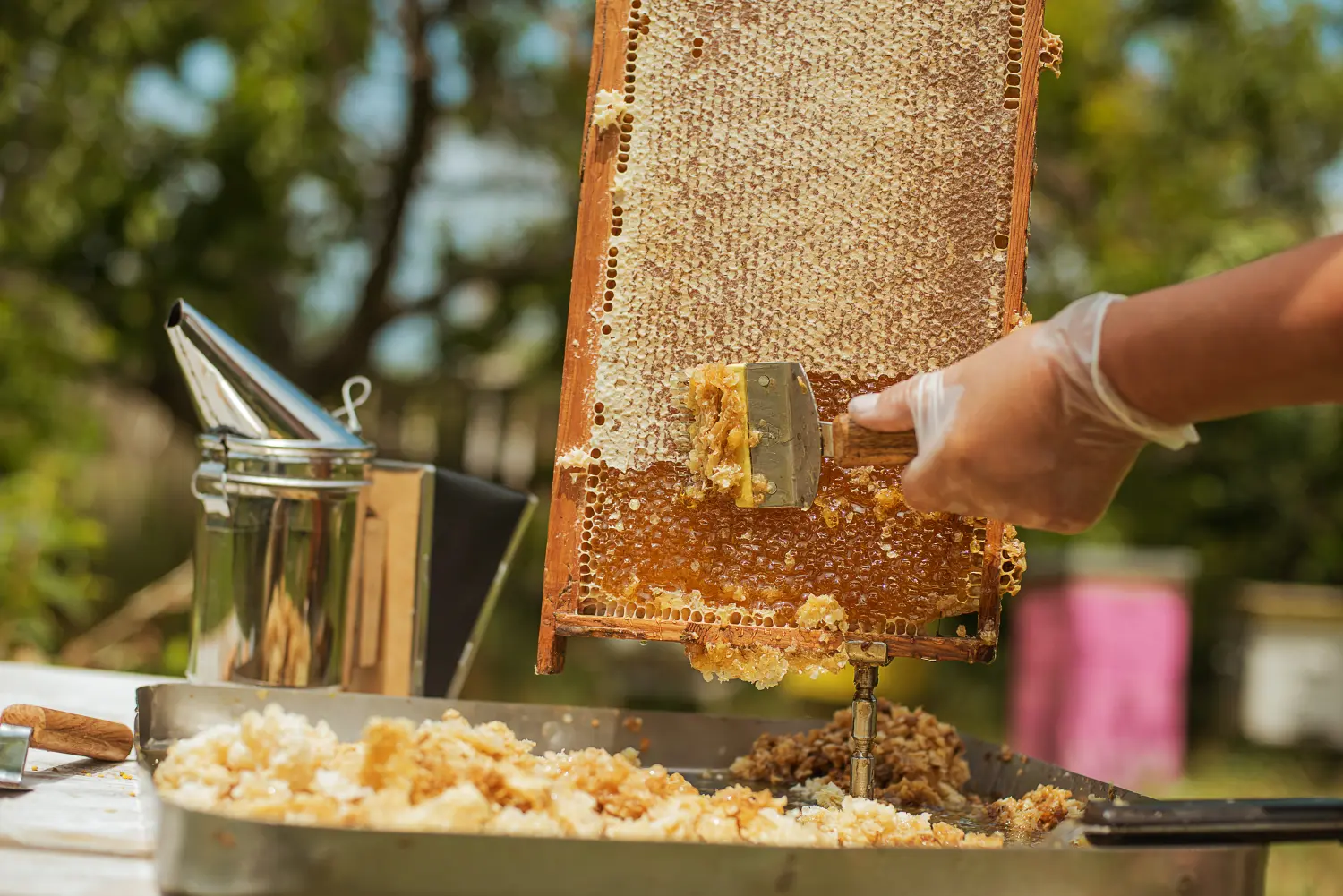 Imker sammelt den Honig ein