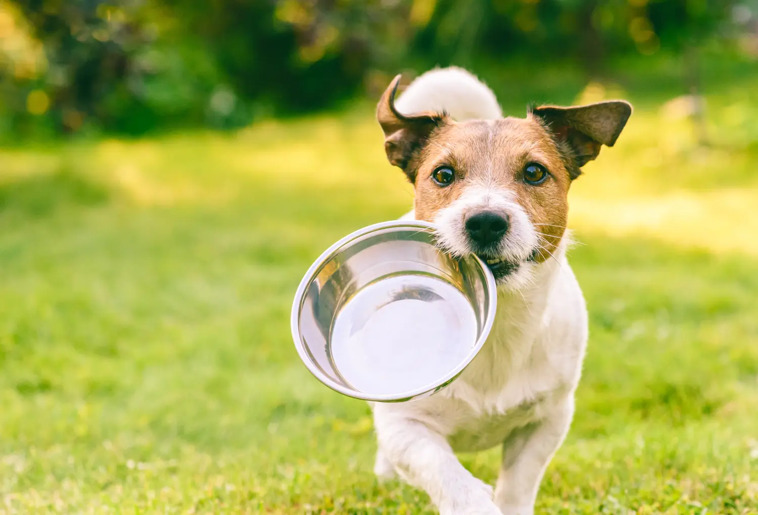 Hungriger oder durstiger Hund holt Metallschüssel, um Futter oder Wasser zu bekommen