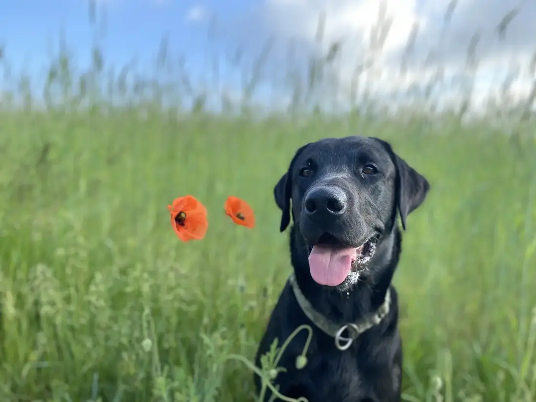 Ambos, schwarzer Labrador von Nadine Roth, im Profil auf einer Wiese
