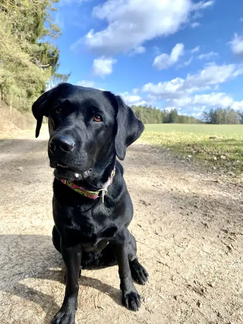 Porträt eines aufmerksamen Hundes im Grünen
