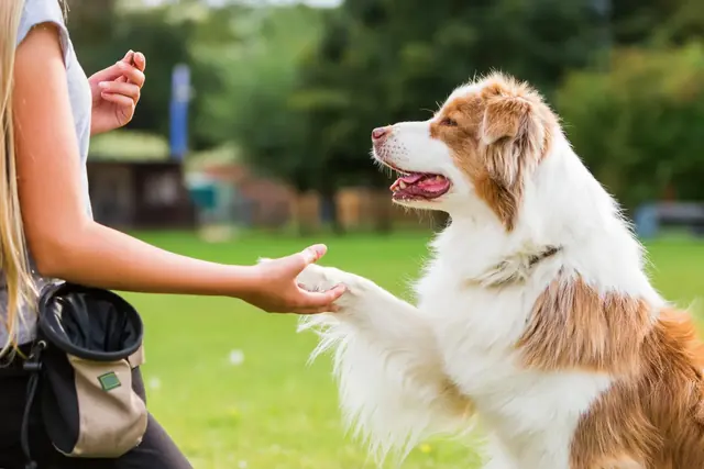 Hund legt seine Pfote in eine geöffnete Hand