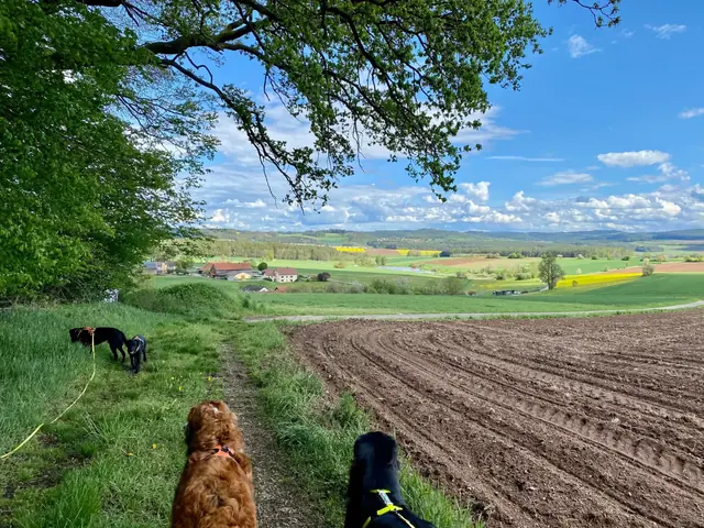 Zwei Hunde auf einem Feldweg mit weitem Blick über die Landschaft