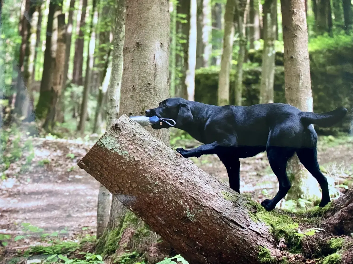 Schwarzer Labrador apportiert ein Dummy über einen Baumstamm im Wald