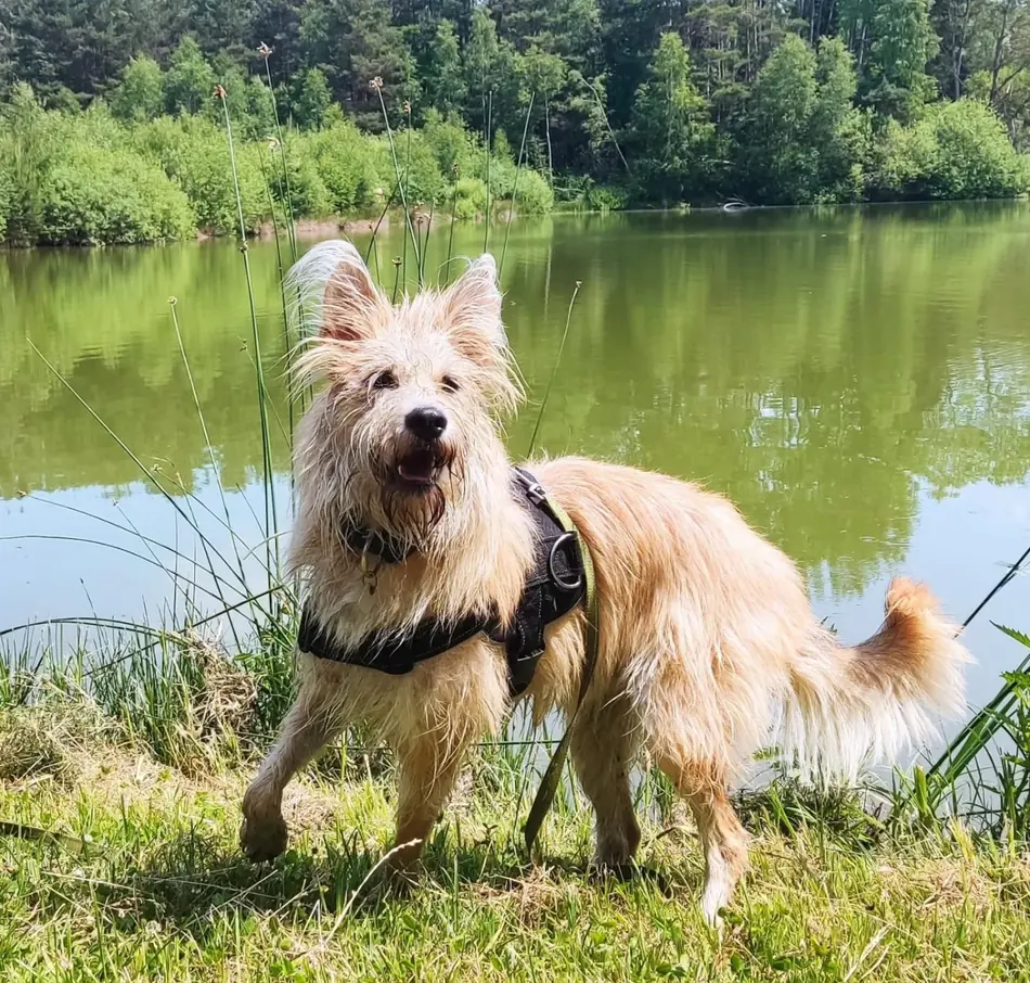 Zwei Kundenhunde nebeneinander auf einer Waldlichtung
