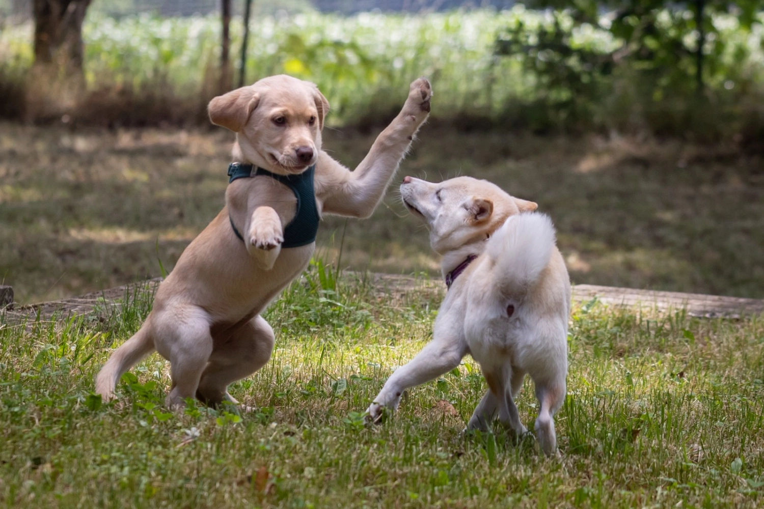 Hund und Honig, ein schwarzer Welpe, der das Spielzeug im Maul trägt