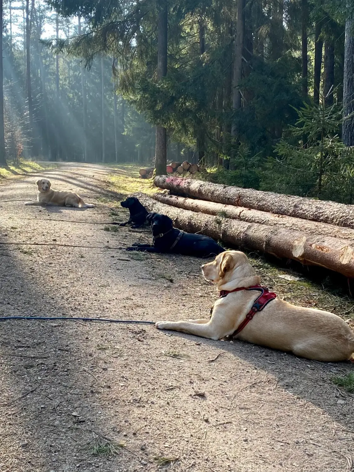 Hund und Honig, Hunde sitzen im Vordergrund