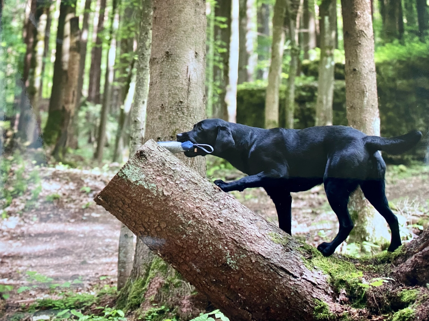 Hund und Honig, ein schwarzer Hund, der ein Spielzeug im Maul trägt und auf einem Baumstamm im Wald läuft