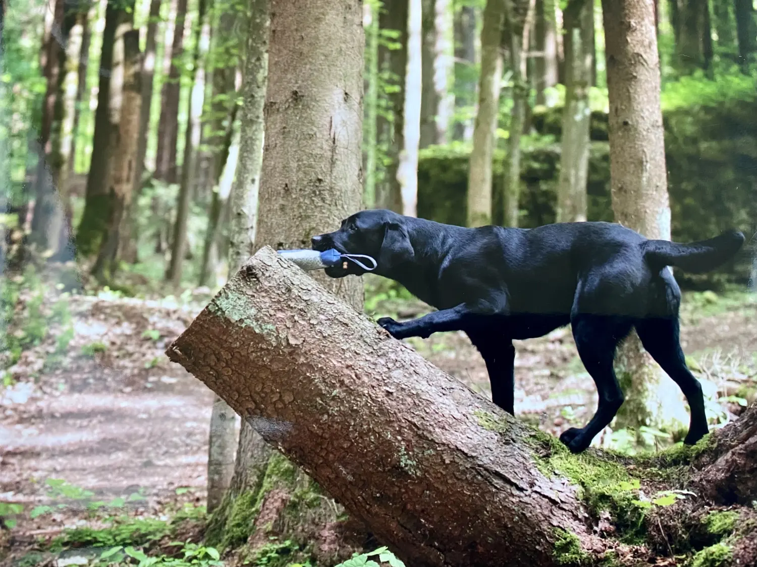 Hund und Honig, ein Hund hält ein Spielzeug im Maul und geht auf einem Baumstamm im Wald spazieren