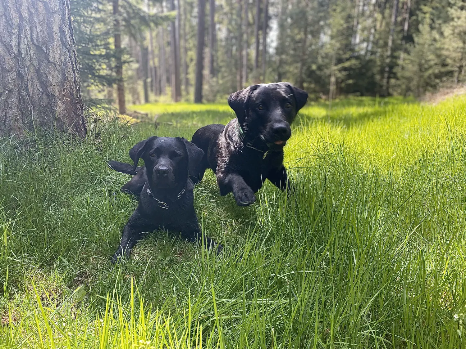 Hund und Honig, 2 schwarze Welpen sitzen im Gras