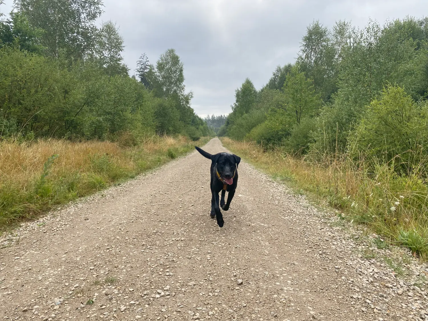 Hund und Honig, ein schwarzer Hund läuft auf einem Weg