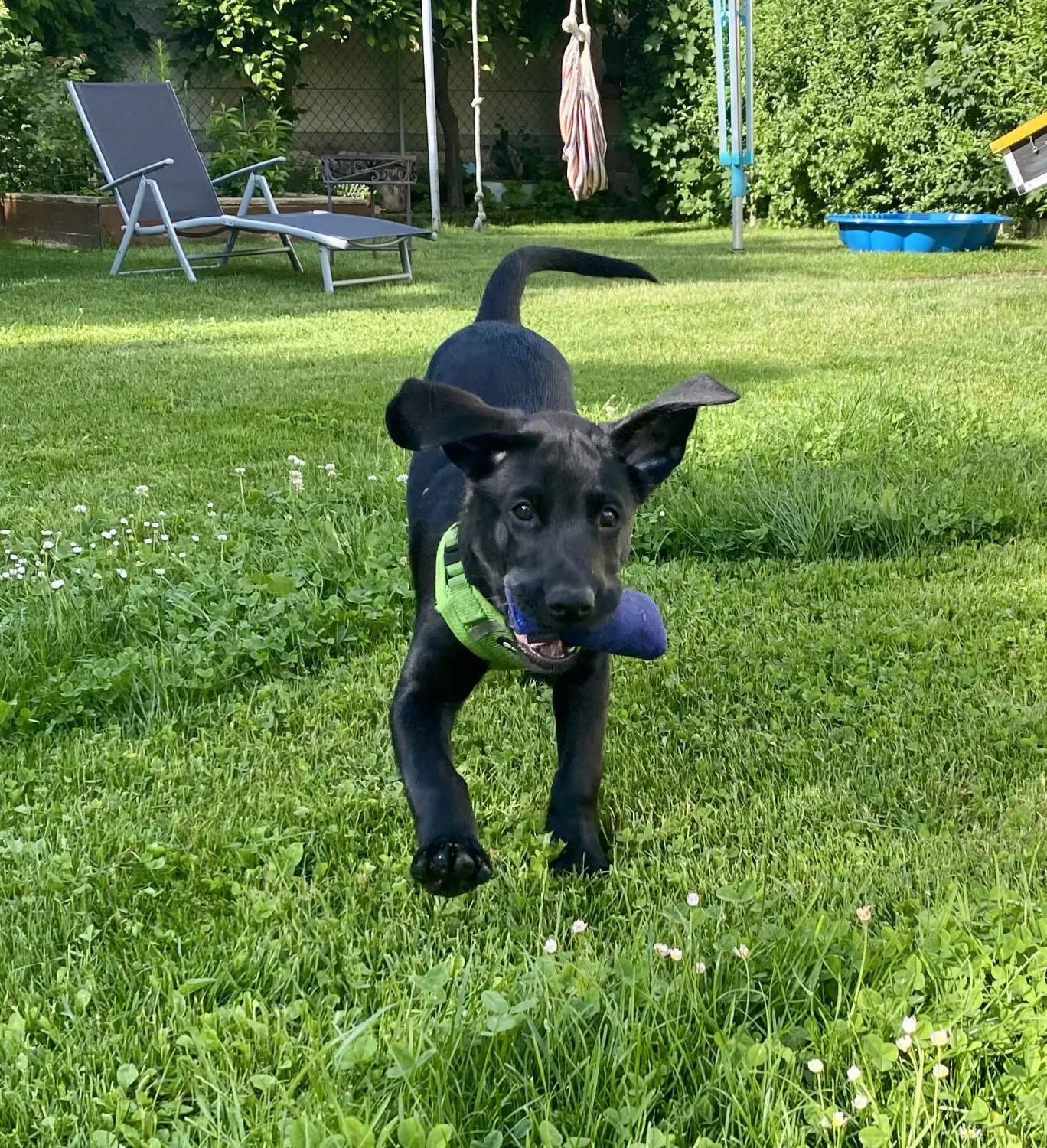 Hund und Honig, ein Hund hält ein Spielzeug in seinem Mau