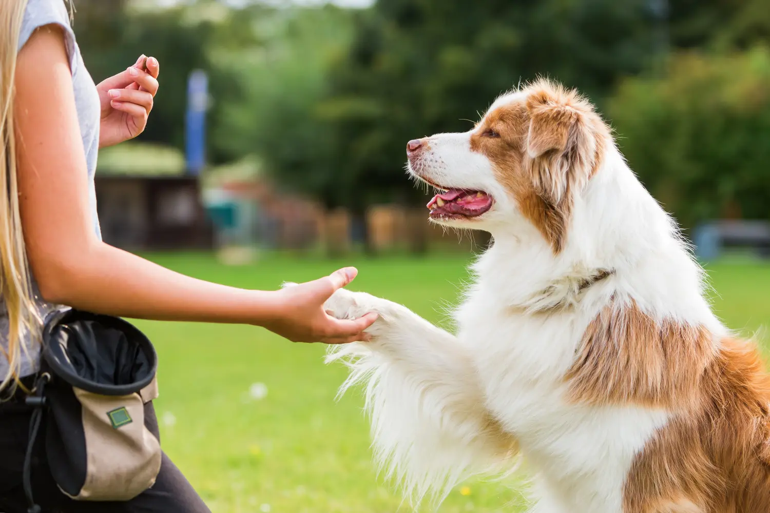 Hund gibt einem Mädchen die Pfote