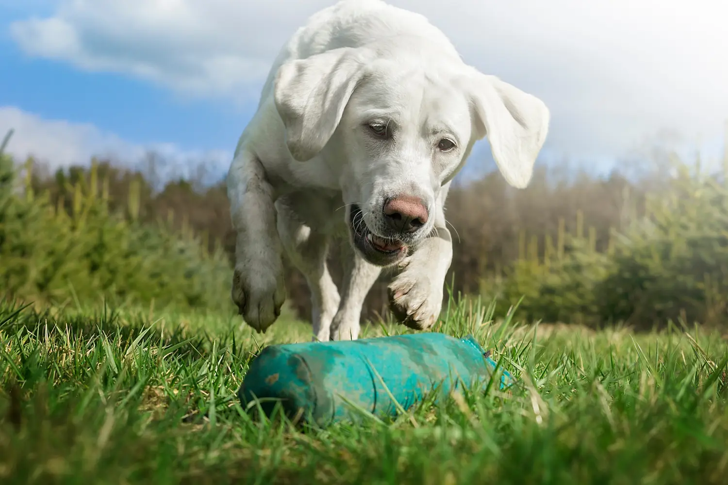 weißer labrador retriever hund welpe spielt auf einer wiese