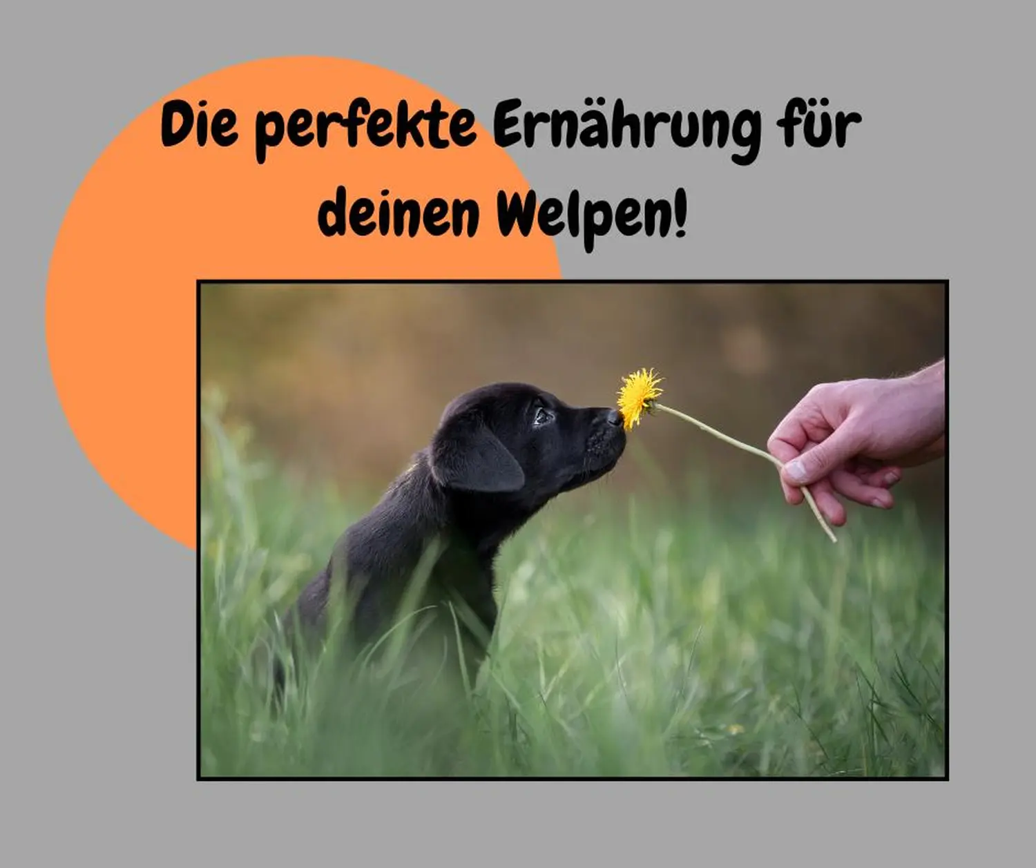 Hund und Honig, Welpe