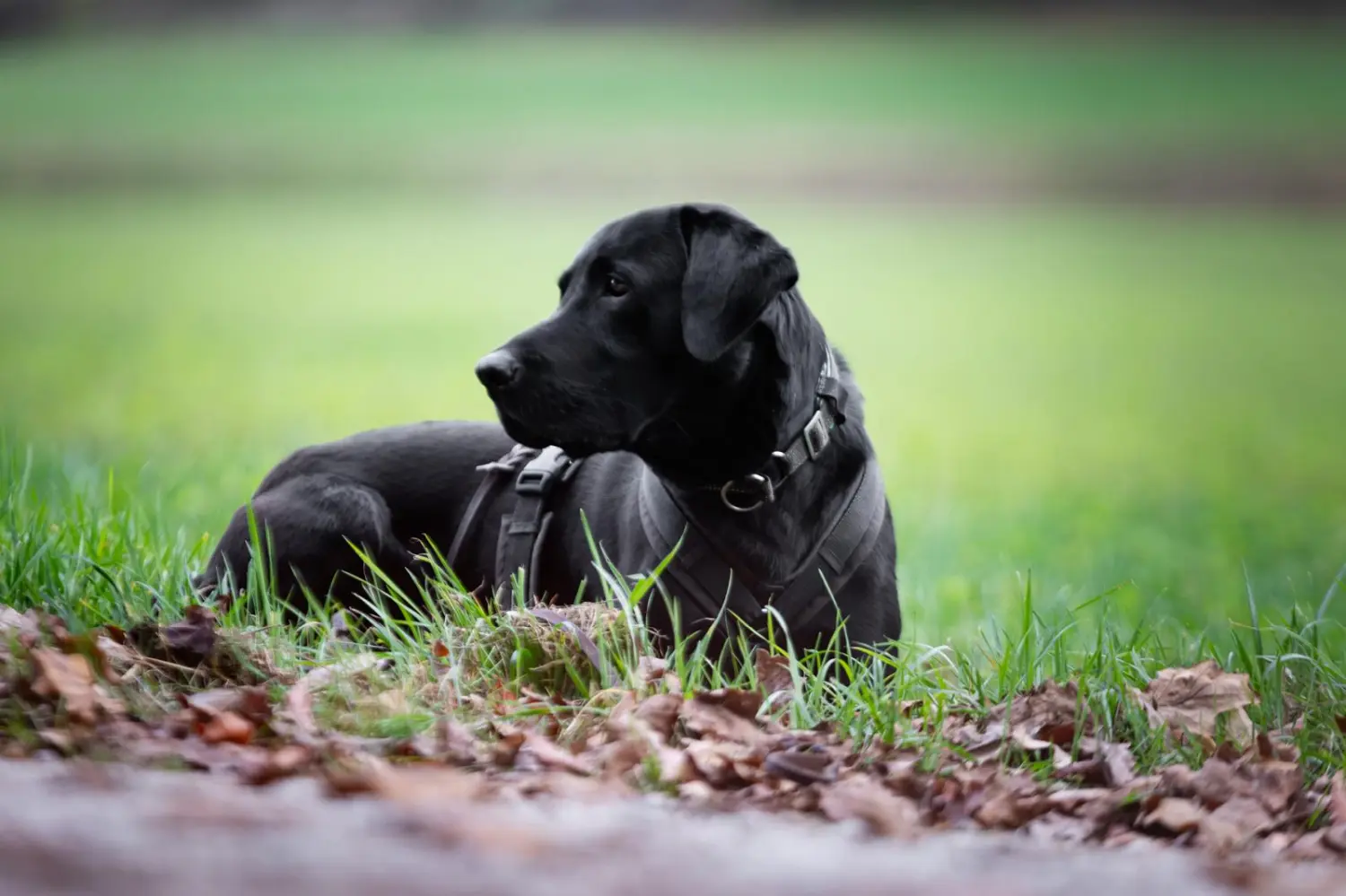 Hund und Honig, 2 schwarze Welpen sitzen im Gras