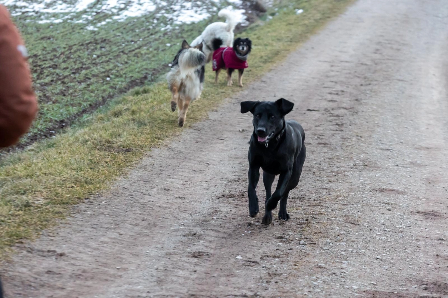 Hund und Honig, ein schwarzer Hund läuft auf einem Weg