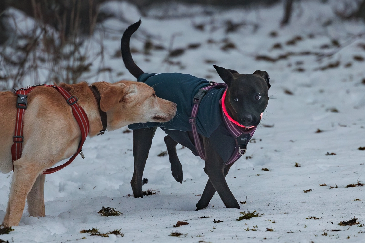 Hund und Honig, ein schwarzer Hund, der ein Spielzeug im Maul trägt und auf einem Baumstamm im Wald läuft