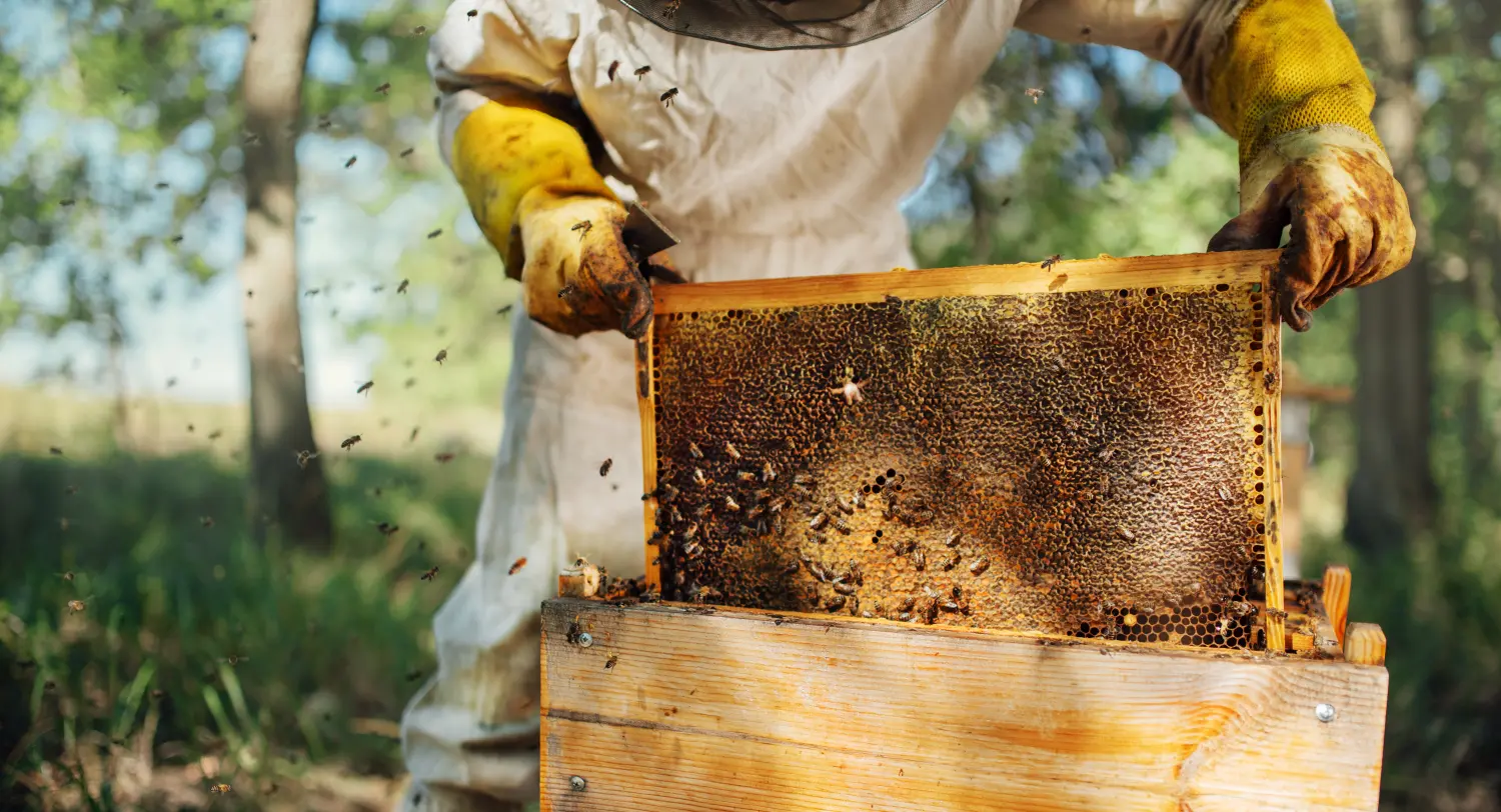 Der Imker holt einen Rahmen mit Honig aus dem Bienenstock.