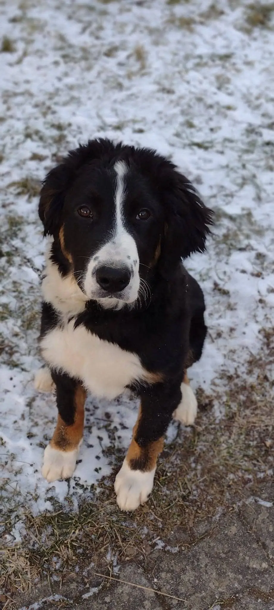 Hund und Honig, Hund