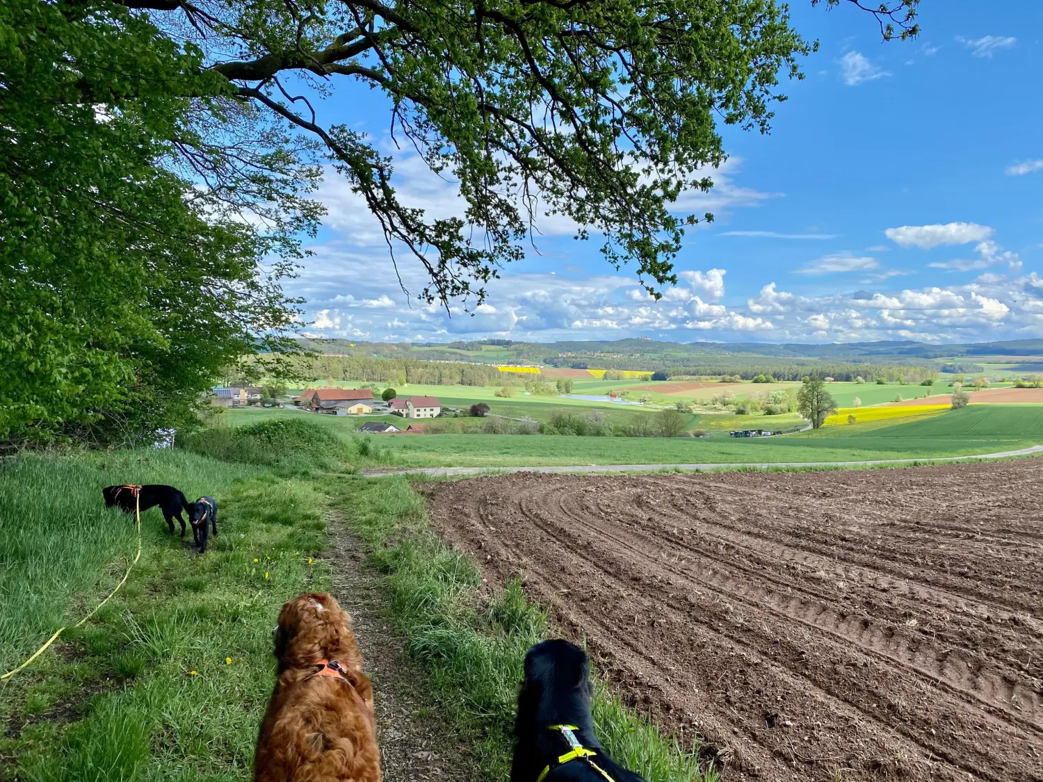 Hund und Honig, Hunde in der Landschaft