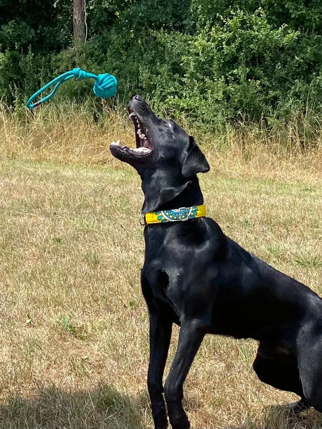 Hund und Honig, ein Hund, der einen blauen Knotenball fängt