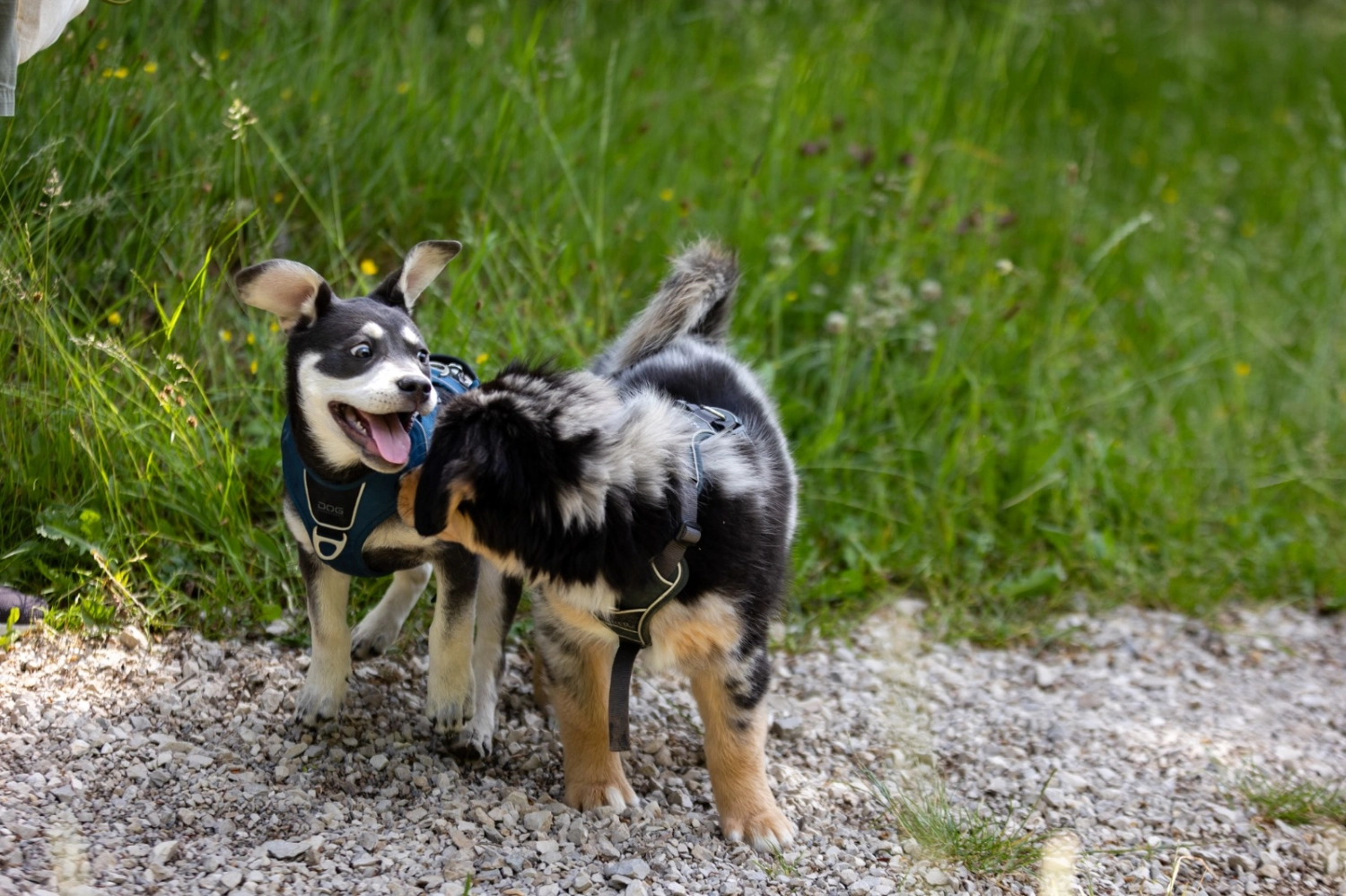 Hund und Honig, ein schwarzer Welpe sitzt