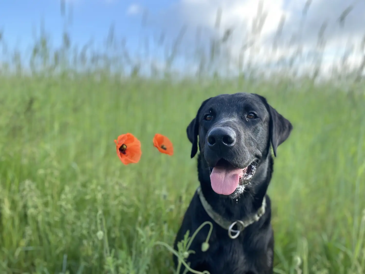 Hund und Honig,,Ambos (2 Jahre)