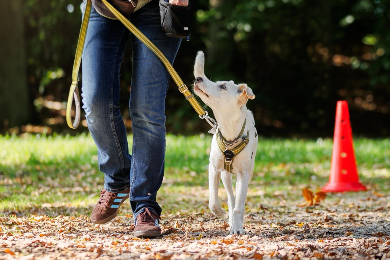 Junghund im Training bei Hund und Honig