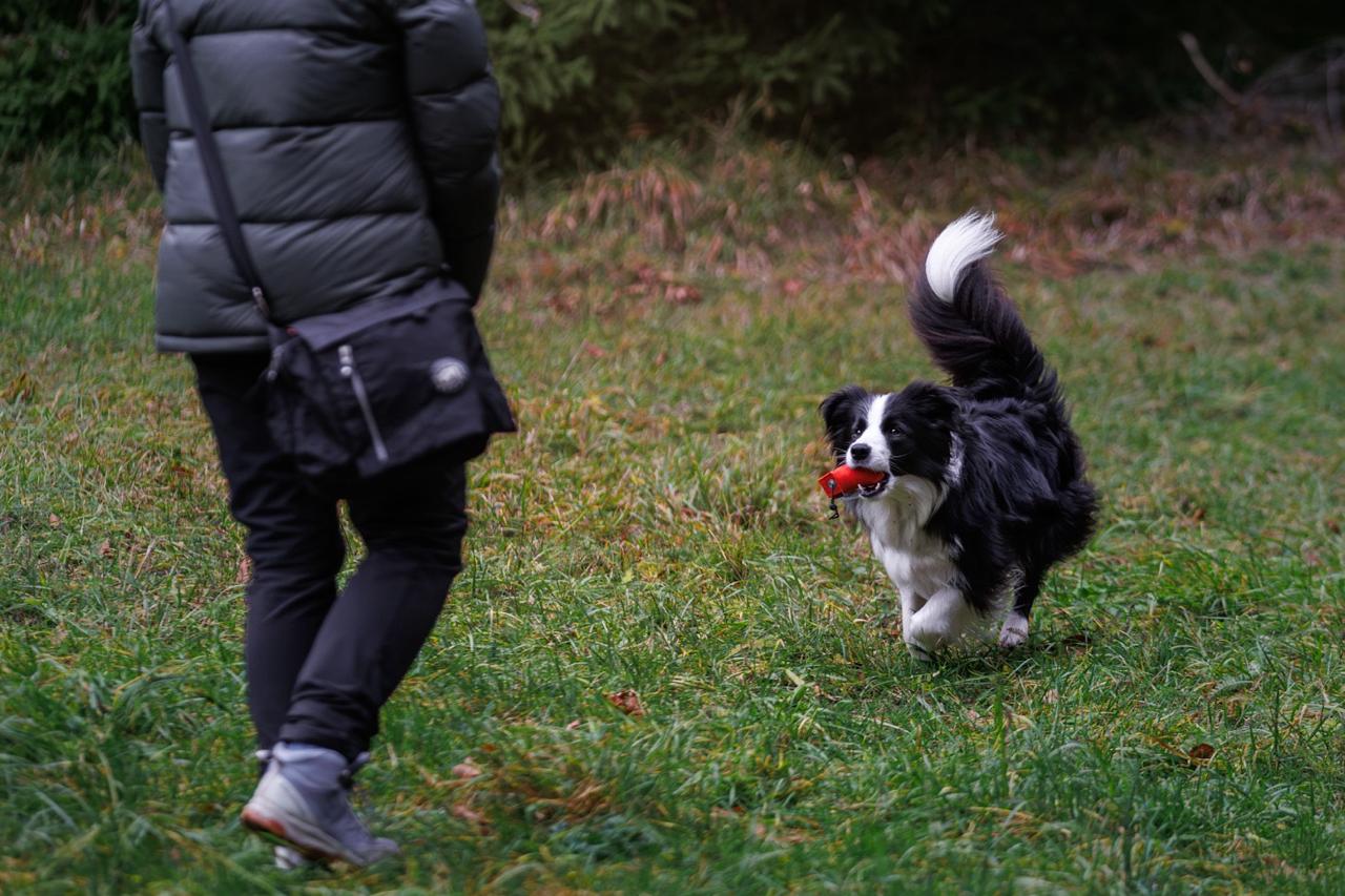 Hund apportiert ein Dummy